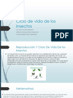 Ciclo de Vida de Los Insectos