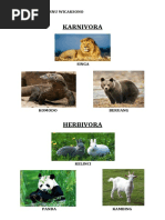 Karnivora Herbivora Omnivora Insektivora