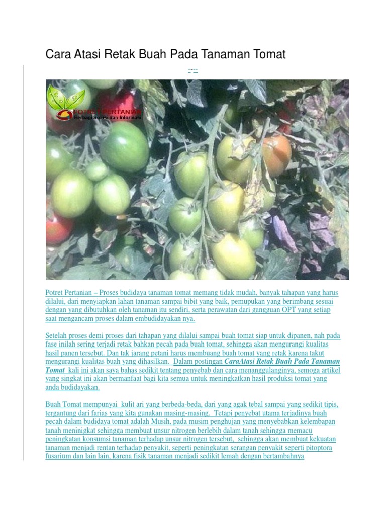 Cara Atasi Retak Buah Pada Tanaman Tomat Pdf