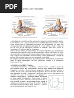o Complexo Articular Do Tornozelo