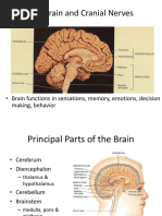 Brain Anatomy and Functions Explained | PDF | Brainstem | Cerebrum