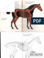 Horse From Conception to Maturity