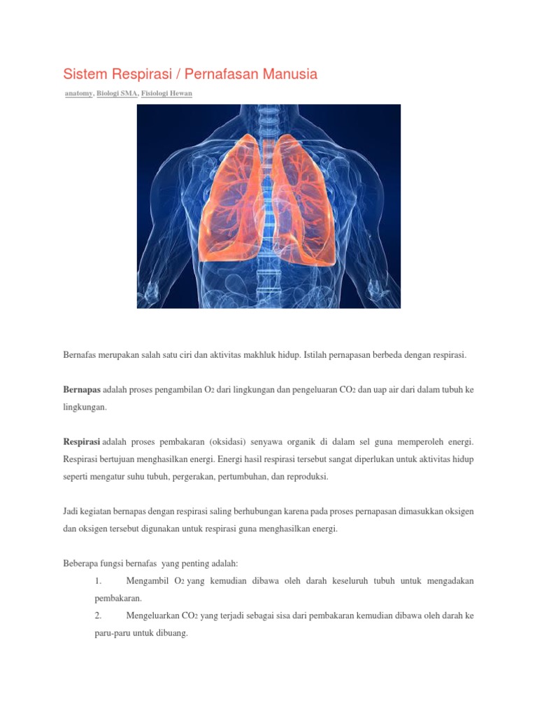 Sistem Respirasi | PDF