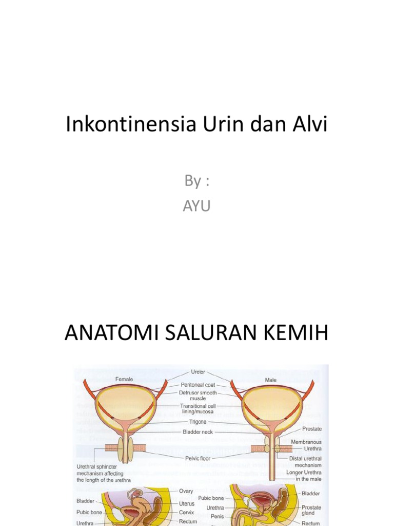Inkontinensia Urin Dan Alvi Pdf