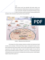 Mekanisme Kerja Kortikosteroid