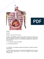 Anatomía de Torax