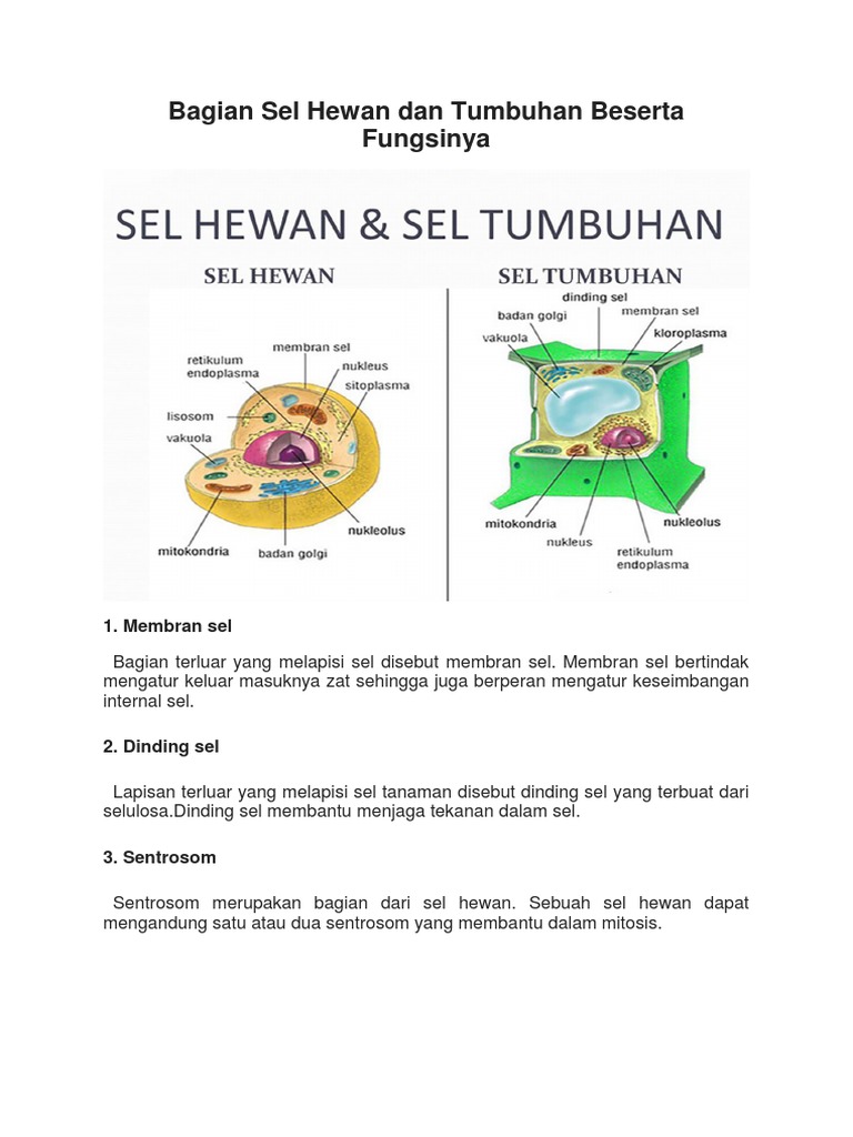 Bagian Sel Hewan Dan Tumbuhan Beserta Fungsinya Pdf