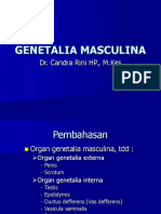 GENETALIA MASCULINA-WK.ppt