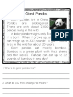 Giant Panda