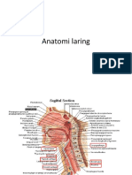 Anatomi Laring dan Batas-Batasnya