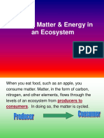 Flow of Matter and Energy in An Ecosystem