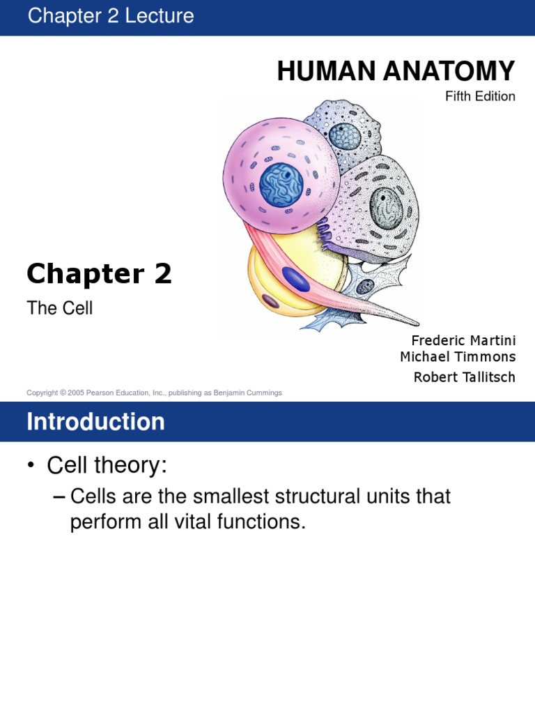 Human Anatomy: The Cell | PDF | Cell Nucleus | Cell Membrane