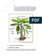 El Banano - Trabajo