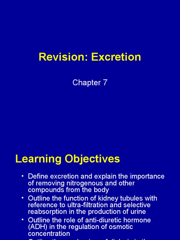 Revision Excretion | PDF | Kidney | Urinary System