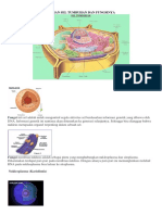 Bagian Sel Tumbuhan Dan Fungsinya