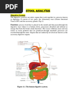 Stool Analysis: Digestive System