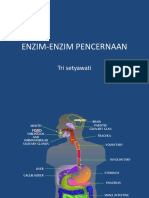 2-enzim-enzim-pencernaan.pptx