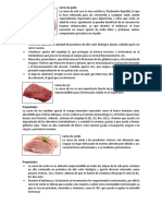 Las Carnes y Sus Propiedades