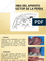 Anatomia y Fisiologia Del Aparato Reproductorr