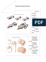 Vesiculas Embrionarias.pdf