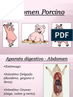 Abdomen Porcinos
