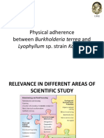 Physical Adherence Between Burkholderia Terrea and Lyophyllum Sp