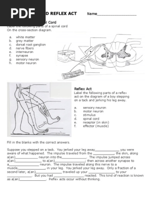 Form 4 Science Sal Cord Reflex Act Worksheet Pdf Sal Cord Cerebrum