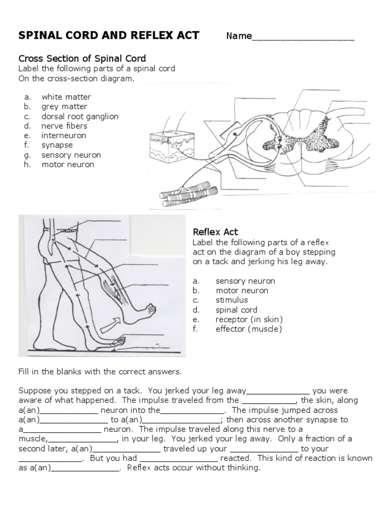 Form 4 Science Sal Cord Reflex Act Worksheet Pdf Sal Cord Cerebrum