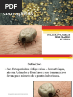 Familia Ixodidae y Argasidae