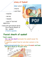 Gross Eye Anatomy