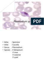 Plasmodium SP