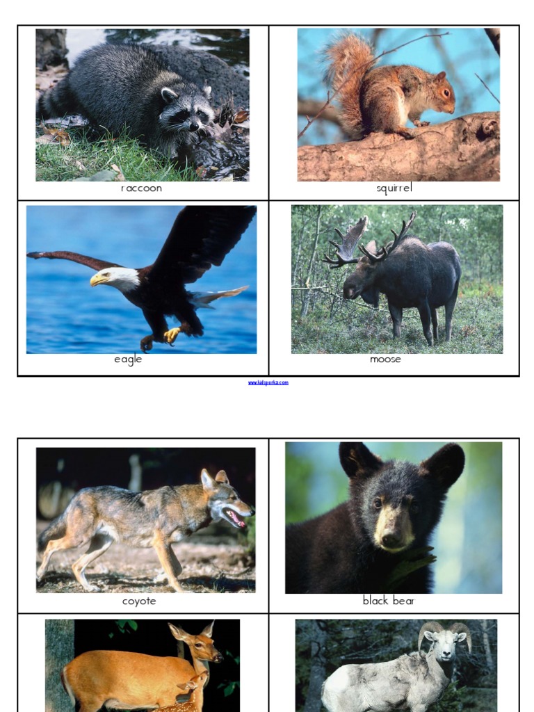 Animal Classification for Kids | PDF