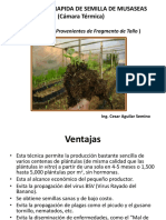 Camara Termica para Hijuelos de Platano PDF