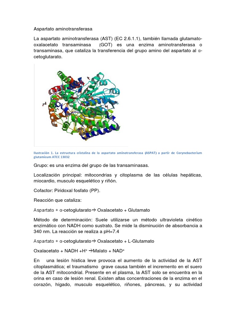 Estructura y función de AST | PDF | Transaminasa | Compuestos orgánicos
