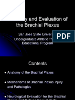 Brachial Plexus Powerpoint