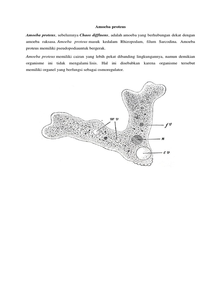 6600 Koleksi Gambar Hewan Amoeba Proteus Terbaru
