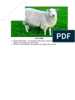 Ovis Aries