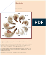 Como Identificar Las Tallas de Los Langostinos