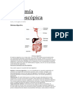 Anatomía Macroscópica.docx