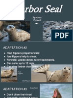 copy of harbor seal  1 