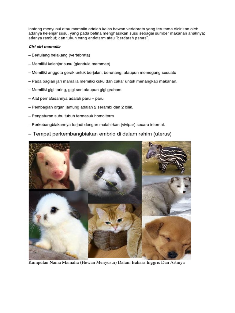 Ciri Ciri Panda Dalam Bahasa Inggris Dan Artinya Ini Cirinya