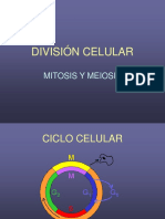 Division Celular2008