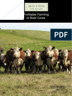 Profitable Farming of Beef Cows