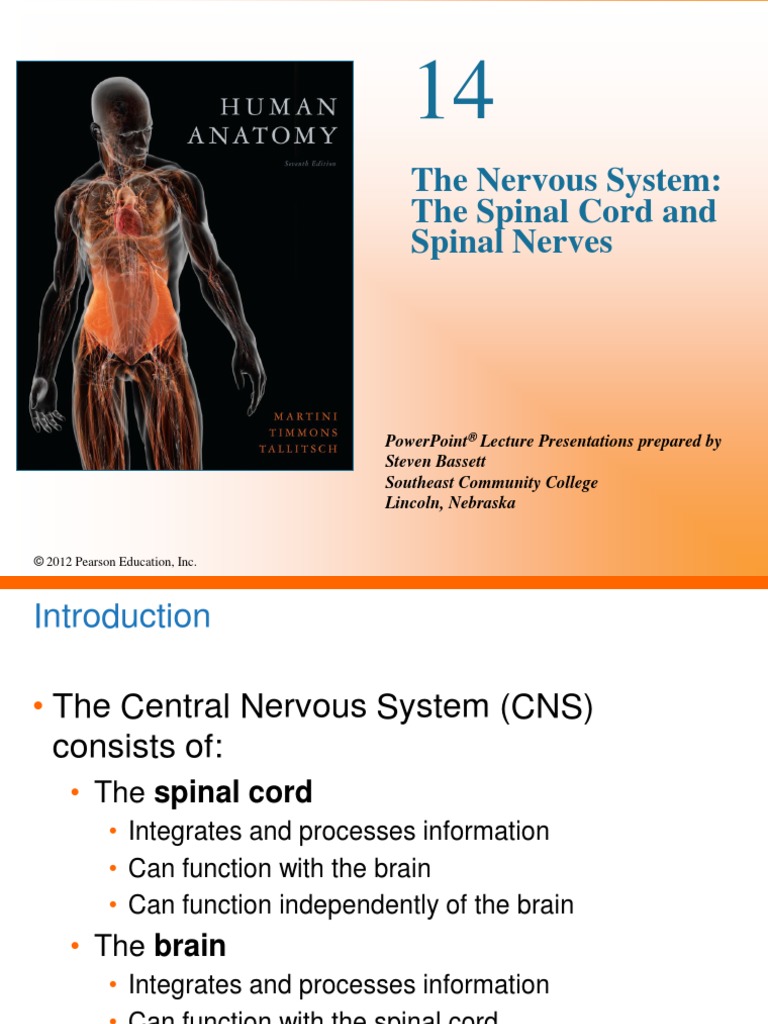 Spinal Cord ND Spinal Nerves | PDF | Spinal Cord | Vertebral Column