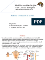 Nefrona Formación de Orina