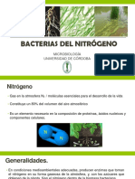 Bacterias Del Nitrógeno