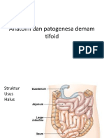 Anatomi Dan Patogenesa Demam Tifoid