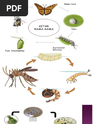 Kitar Hidup Haiwan Pdf