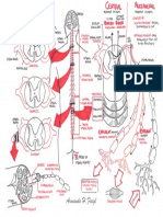 Neurology - Spinal Cord PDF