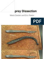 Lamprey Dissection: Marla Darden and Eric Peters